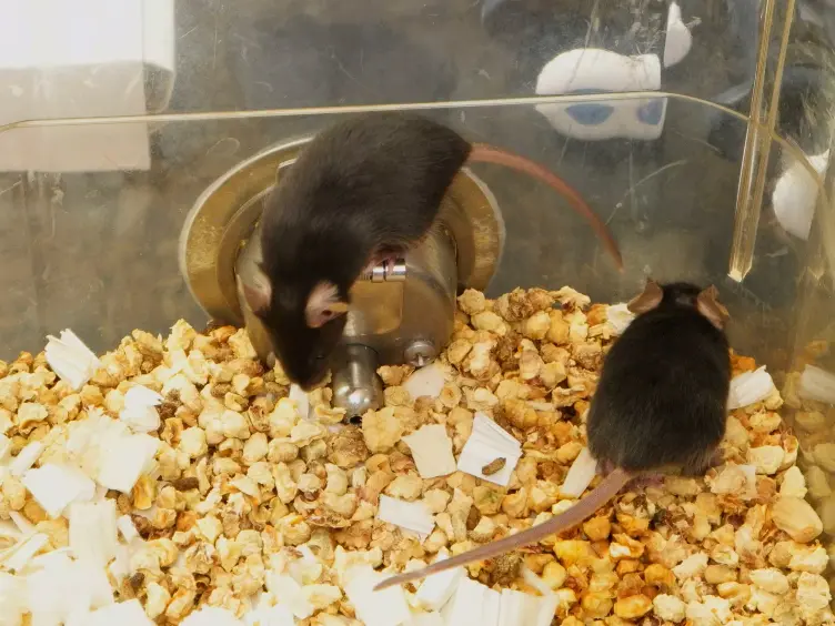 Intravital Imaging of Neutrophil Priming Using IL-1&#946; Promoter-driven DsRed Reporter Mice