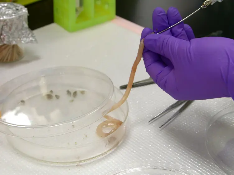 Improved Swiss-rolling Technique for Intestinal Tissue Preparation for Immunohistochemical and Immunofluorescent Analyses