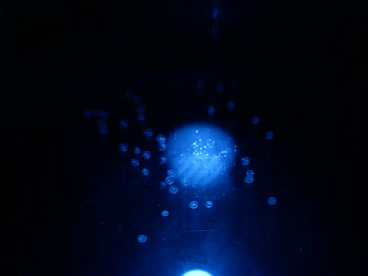 Observing Mitotic Division and Dynamics in a Live Zebrafish Embryo