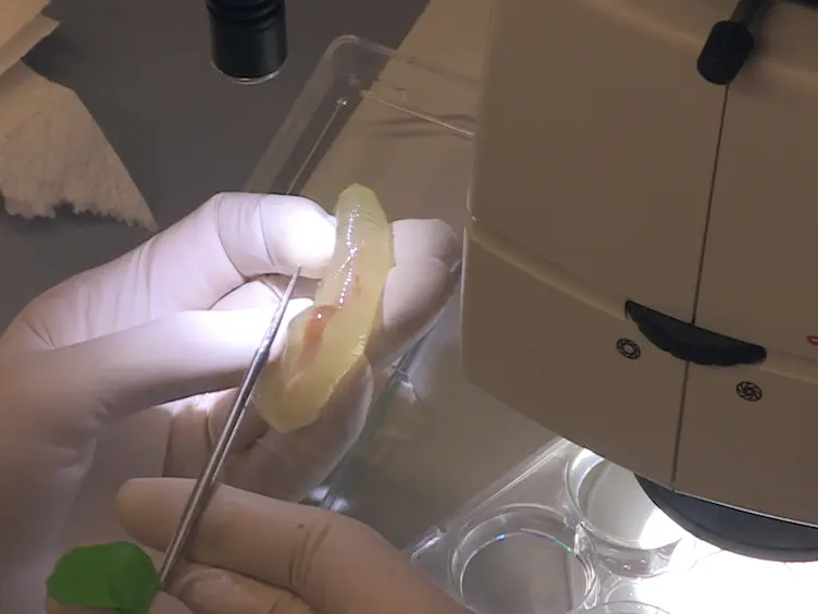 Embryo Microinjection and Electroporation in the Chordate <em>Ciona intestinalis</em>
