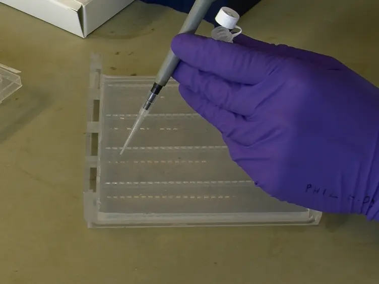 High-throughput Gene Tagging in <em>Trypanosoma brucei</em>