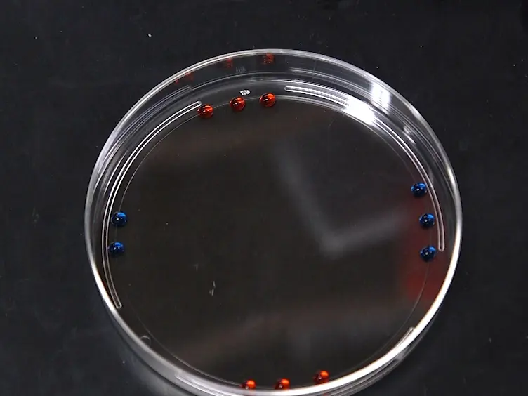 Taste Preference Assay for Adult <em>Drosophila</em>