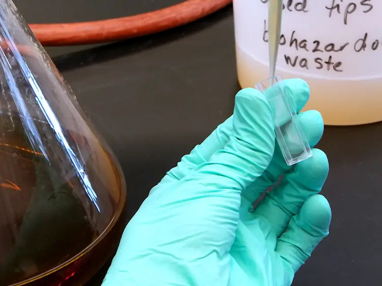 Rapid One-step Enzymatic Synthesis and All-aqueous Purification of Trehalose Analogues