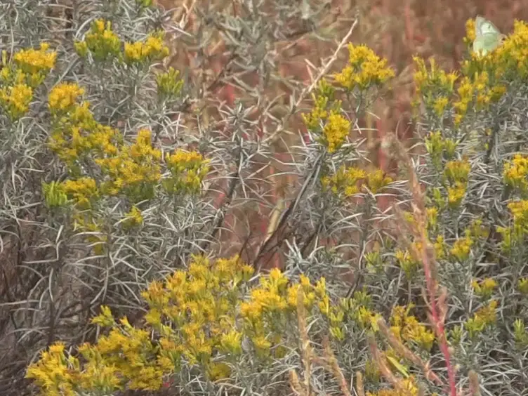 Integrating Remote Sensing with Species Distribution Models; Mapping Tamarisk Invasions Using the Software for Assisted Habitat Modeling (SAHM)