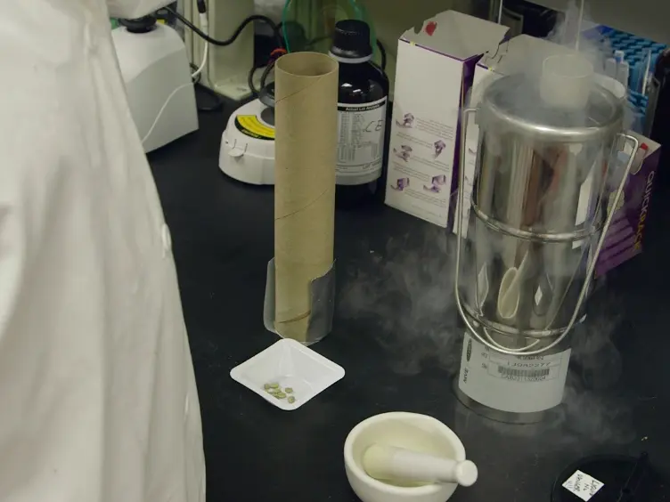 Using Capillary Electrophoresis to Quantify Organic Acids from Plant Tissue: A Test Case Examining <em>Coffea arabica</em> Seeds