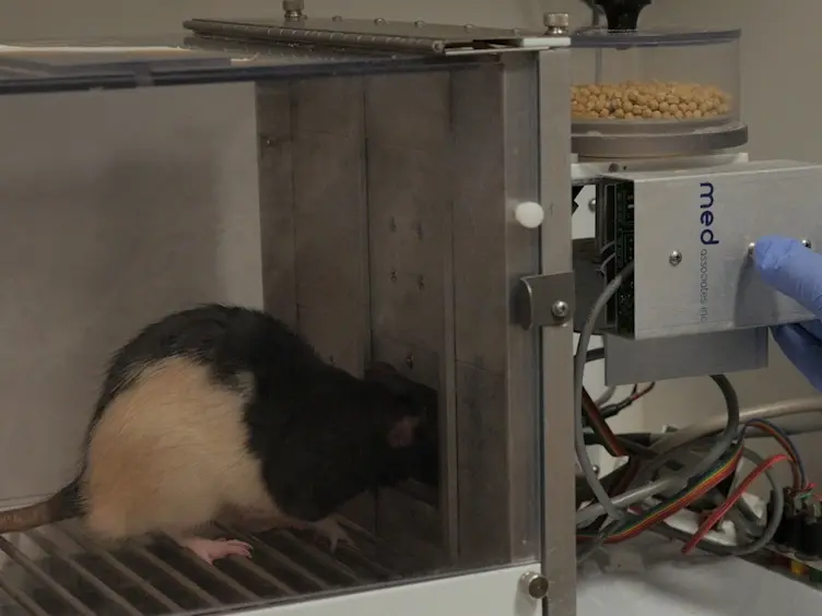 The Rodent Psychomotor Vigilance Test (rPVT): A Method for Assessing Neurobehavioral Performance in Rats and Mice