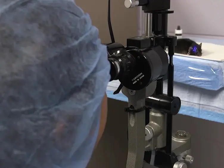 A Simple Mechanical Procedure to Create Limbal Stem Cell Deficiency in Mouse
