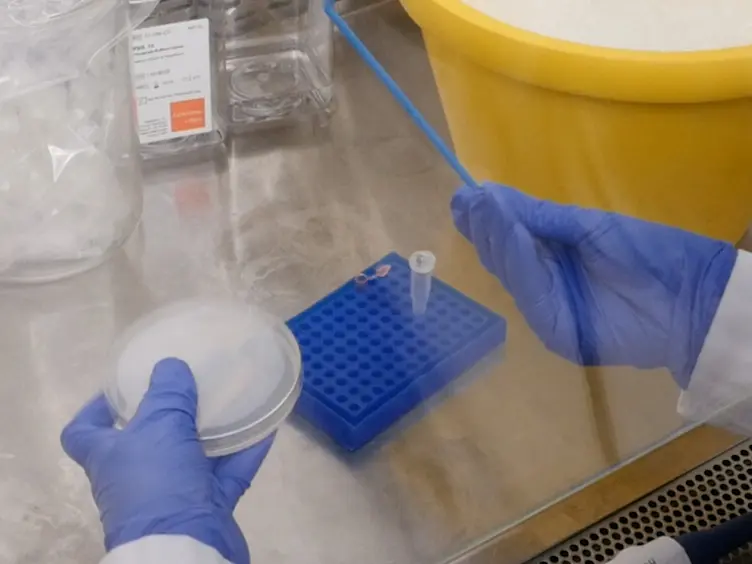 Visualization of IL-22-expressing Lymphocytes Using Reporter Mice