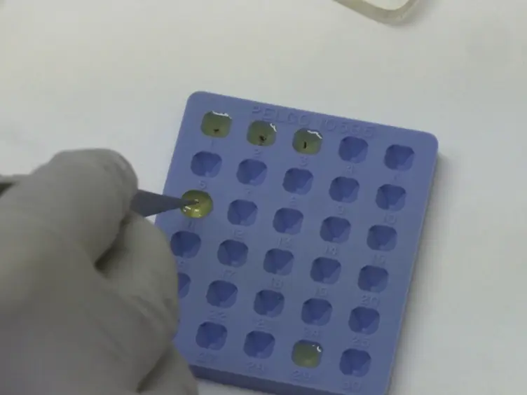 An Alternative Approach for Sample Preparation with Low Cell Number for TEM Analysis