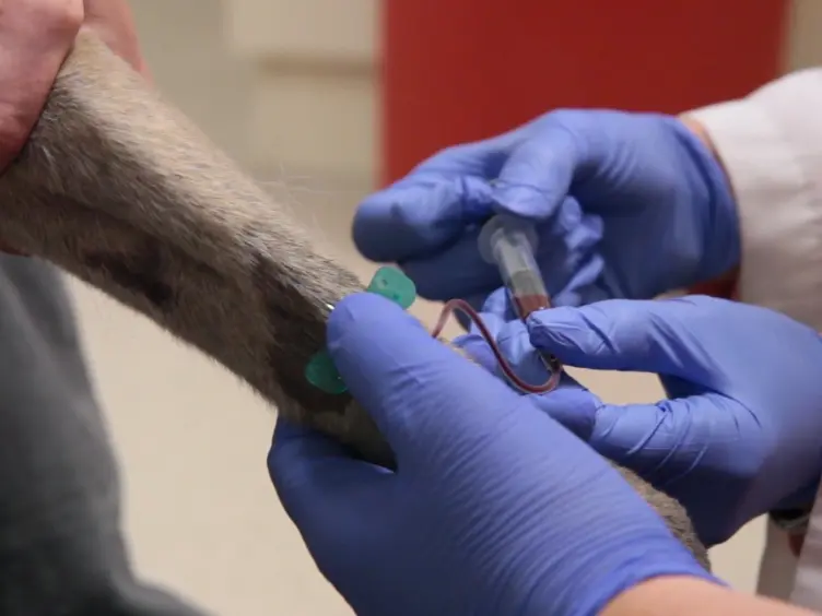 A Simple Fluorescence Assay for Quantification of Canine Neutrophil Extracellular Trap Release
