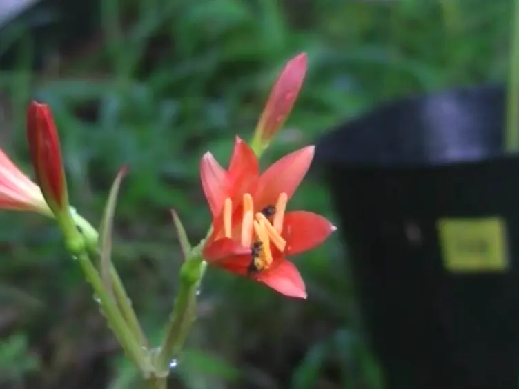 Field Experiments of Pollination Ecology: The Case of <em>Lycoris sanguinea</em> var. <em>sanguinea</em>