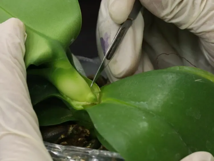 Hybrid-Cut: An Improved Sectioning Method for Recalcitrant Plant Tissue Samples