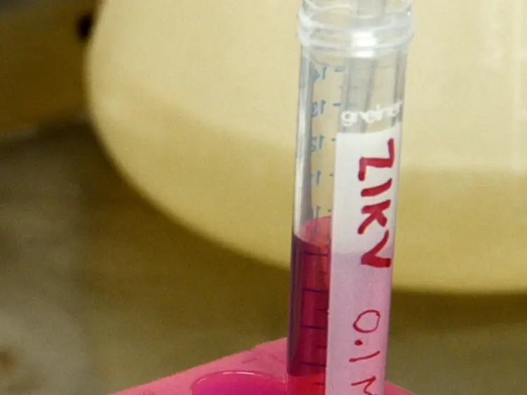 Zika Virus Infectious Cell Culture System and the <em>In Vitro</em> Prophylactic Effect of Interferons