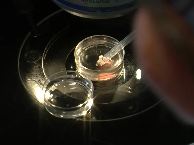 Analysis of Coronary Vessels in Cleared Embryonic Hearts