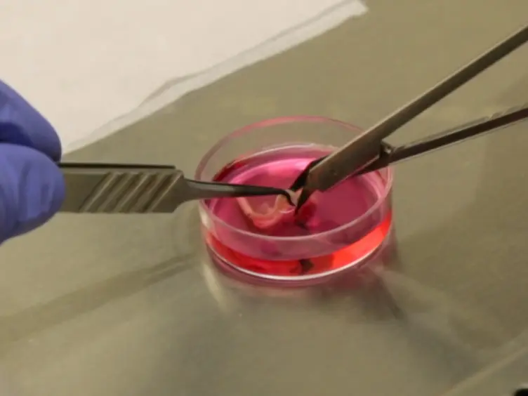 Preparation of Primary Mixed Glial Cultures from Adult Mouse Spinal Cord Tissue