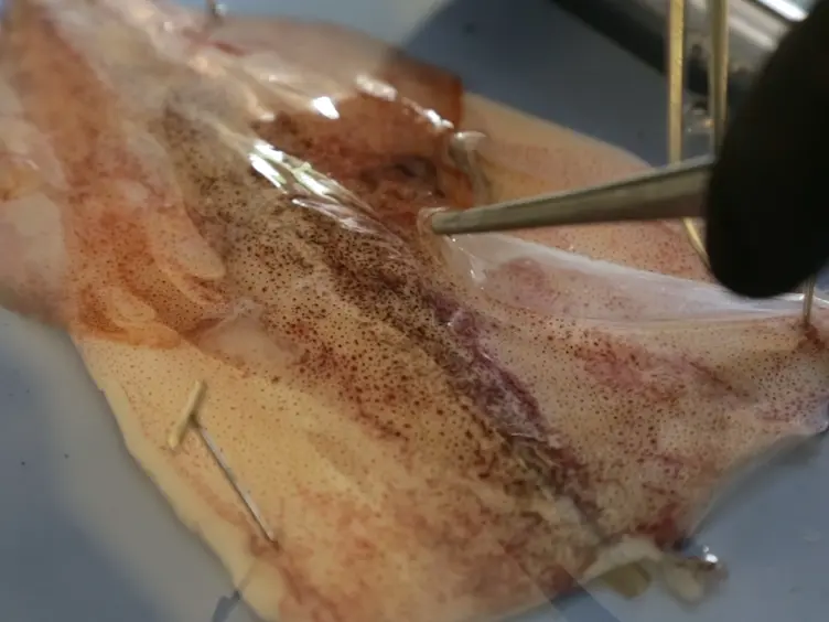 A Method for Extracting Pigments from Squid <em>Doryteuthis pealeii</em>