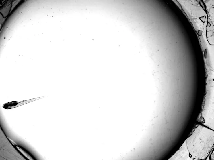 Building Finite Element Models to Investigate Zebrafish Jaw Biomechanics