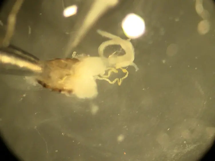 Studying Mitochondrial Structure and Function in <em>Drosophila</em> Ovaries