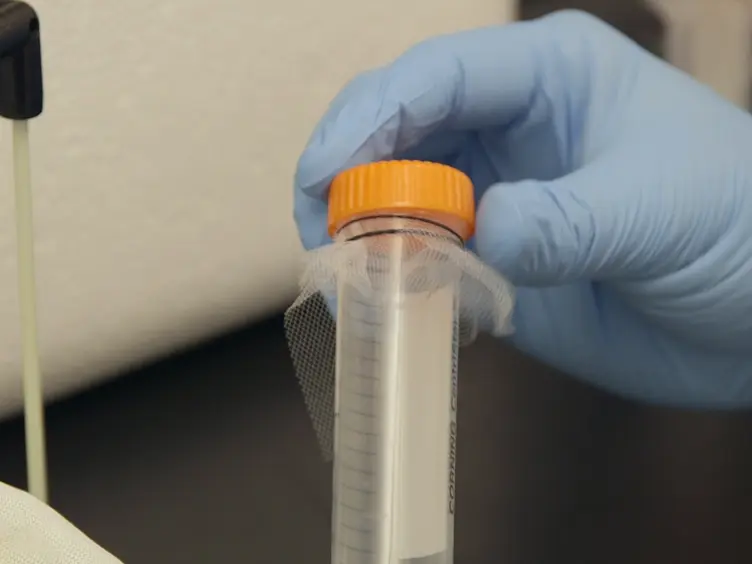 Inoculating <em>Anopheles gambiae</em> Mosquitoes with Beads to Induce and Measure the Melanization Immune Response