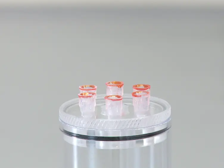 The CApillary FEeder Assay Measures Food Intake in <em>Drosophila melanogaster</em>