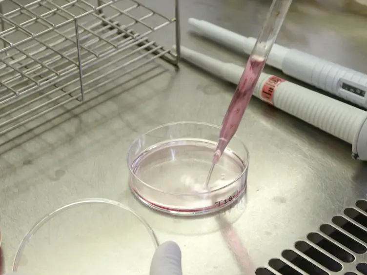Establishment of Proliferative Tetraploid Cells from Nontransformed Human Fibroblasts
