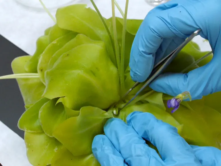 Scanning Electron Microscopy (SEM) Protocols for Problematic Plant, Oomycete, and Fungal Samples