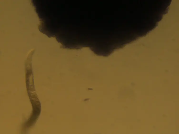 Cultivation of <em>Caenorhabditis elegans</em> in Three Dimensions in the Laboratory