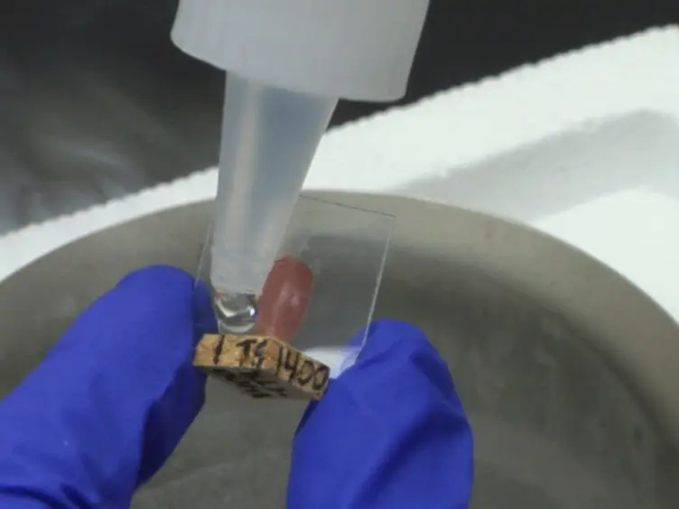 Cryosectioning of Contiguous Regions of a Single Mouse Skeletal Muscle for Gene Expression and Histological Analyses