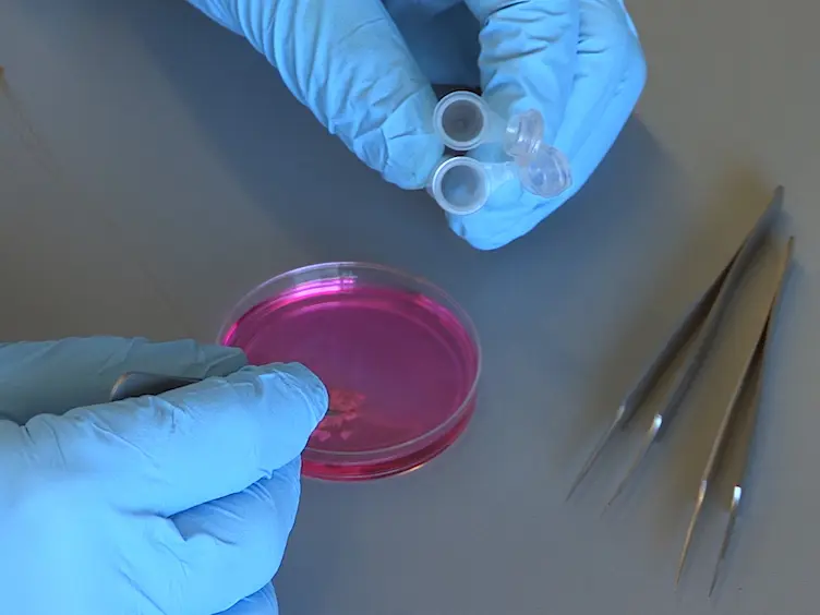 Effective Isolation of Functional Islets from Neonatal Mouse Pancreas