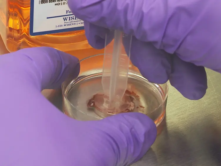 A Fluorescence-based Lymphocyte Assay Suitable for High-throughput Screening of Small Molecules