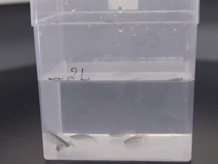 Acute and Chronic Models of Hyperglycemia in Zebrafish: A Method to Assess the Impact of Hyperglycemia on Neurogenesis and the Biodistribution of Radiolabeled Molecules