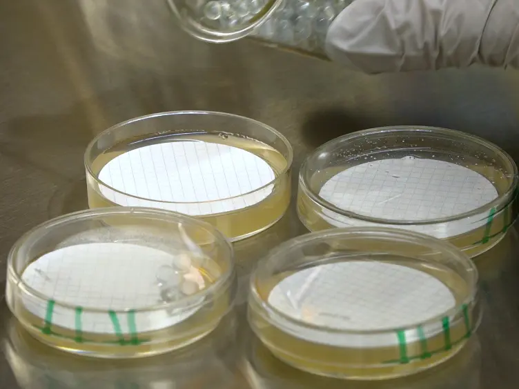 Rapid Deletion Production in Fungi via <em>Agrobacterium</em> Mediated Transformation of OSCAR Deletion Constructs