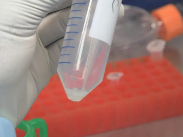 MitoCeption: Transferring Isolated Human MSC Mitochondria to Glioblastoma Stem Cells