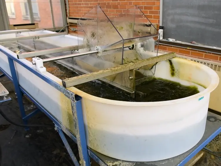Comparison of Scale in a Photosynthetic Reactor System for Algal Remediation of Wastewater