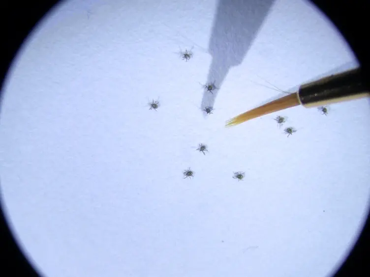 Rearing <em>Ixodes scapularis,</em> the Black-legged Tick: Feeding Immature Stages on Mice