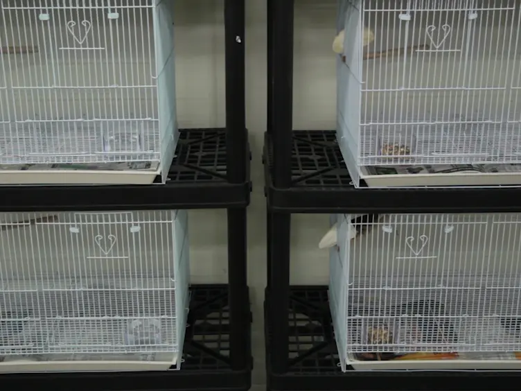 Avian Semen Collection by Cloacal Massage and Isolation of DNA from Sperm