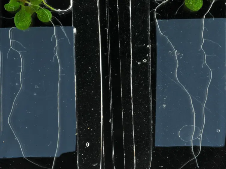 A Simple Chamber for Long-term Confocal Imaging of Root and Hypocotyl Development