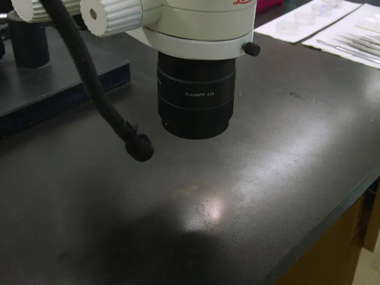 Physiological Preparation of Hair Cells from the Sacculus of the American Bullfrog (<em>Rana catesbeiana</em>)