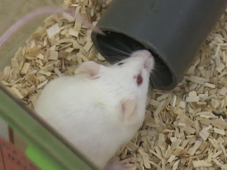 Introducing Clicker Training as a Cognitive Enrichment for Laboratory Mice