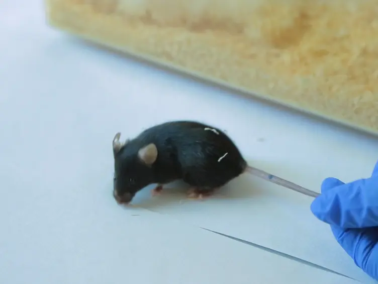 An IL-8 Transiently Transgenized Mouse Model for the <em>In Vivo</em> Long-term Monitoring of Inflammatory Responses