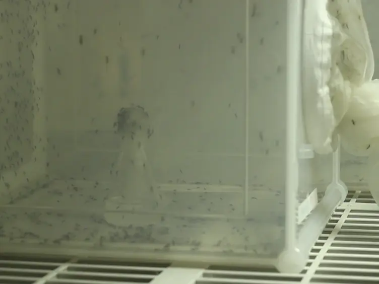 Fat Body Organ Culture System in <em>Aedes Aegypti</em>, a Vector of Zika Virus