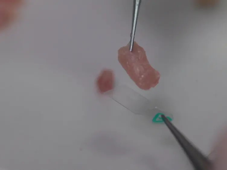 A Multi-hole Cryovial Eliminates Freezing Artifacts when Muscle Tissues are Directly Immersed in Liquid Nitrogen