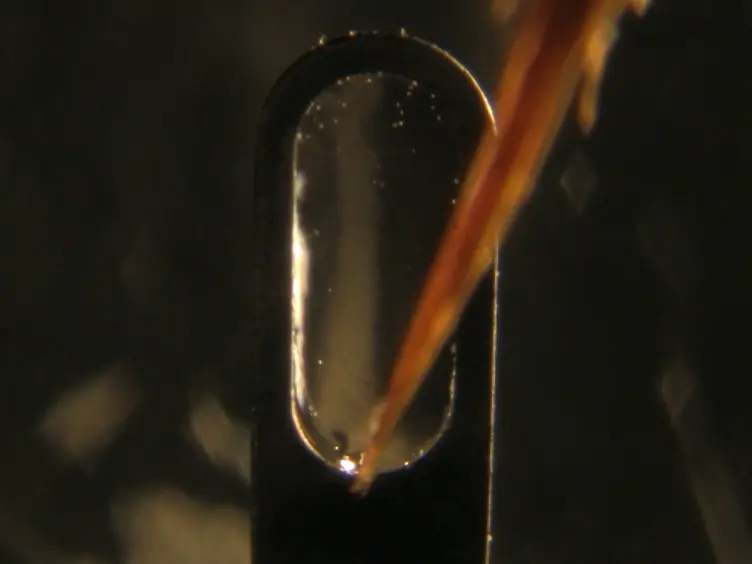 Light Sheet-based Fluorescence Microscopy of Living or Fixed and Stained <em>Tribolium castaneum</em> Embryos