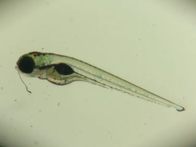 Histological Analyses of Acute Alcoholic Liver Injury in Zebrafish