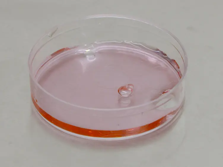 Assay to Measure Nucleocytoplasmic Transport in Real Time within Motor Neuron-like NSC-34 Cells