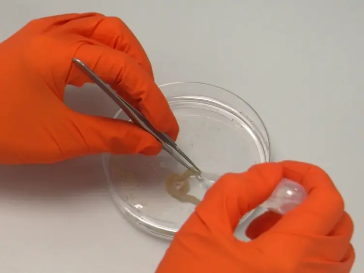 Mixed Primary Cultures of Murine Small Intestine Intended for the Study of Gut Hormone Secretion and Live Cell Imaging of Enteroendocrine Cells