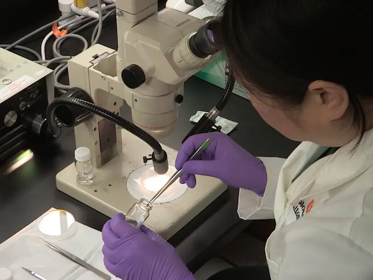 Isolation of Primary Murine Retinal Ganglion Cells (RGCs) by Flow Cytometry