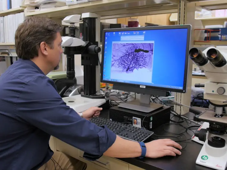 Quantifying Branching Density in Rat Mammary Gland Whole-mounts Using the Sholl Analysis Method
