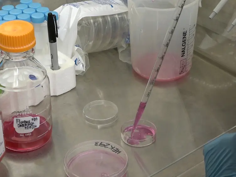 Monitoring ER/SR Calcium Release with the Targeted Ca<sup>2+</sup> Sensor CatchER<sup>+</sup>