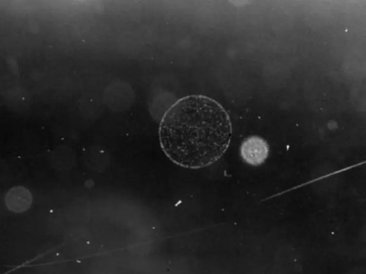 Induction of Cellular Differentiation and Single Cell Imaging of <em>Vibrio parahaemolyticus </em>Swimmer and Swarmer Cells